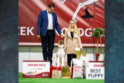 Wystawa Shelby Międzynarodowa Kielce 25.11.2023